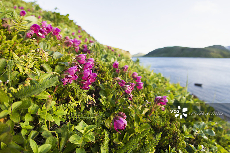 尤尼马克岛东端山坡上的亮粉色野花，伊萨诺茨基海峡边缘，福尔斯帕斯，阿留申群岛图片素材