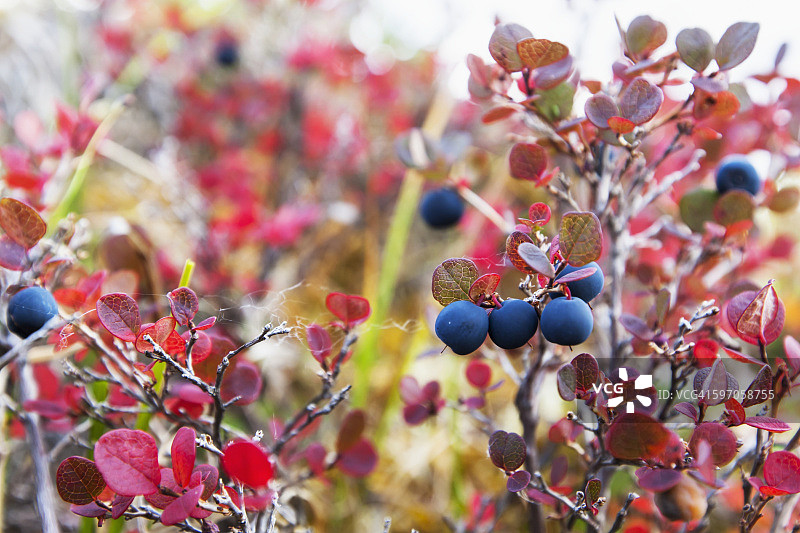 Noatak河附近秋色中的矮丛蓝莓，布鲁克斯山脉图片素材