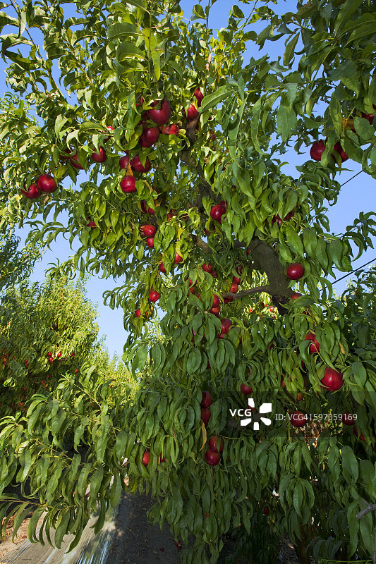 农业：加利福尼亚州圣华金河谷的油桃园，树上结满成熟的油桃图片素材
