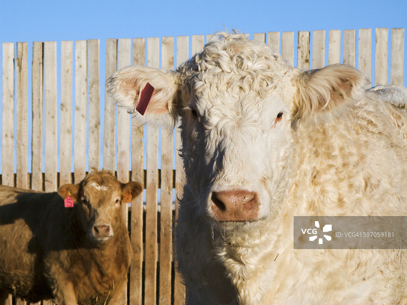 加拿大阿尔伯塔省夏洛莱牛和杂交肉用小母牛图片素材