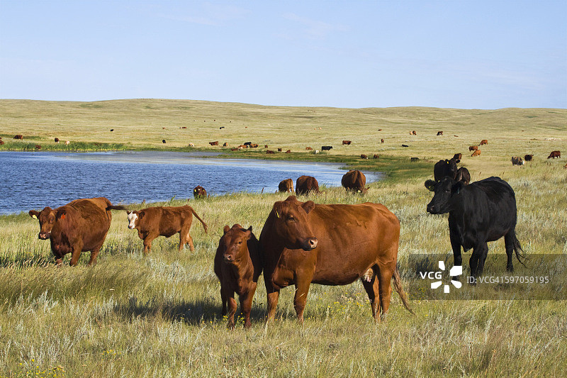 家畜-在草原湖泊边缘的本地草原上混合品种的肉牛和牛犊/加拿大艾伯塔省图片素材