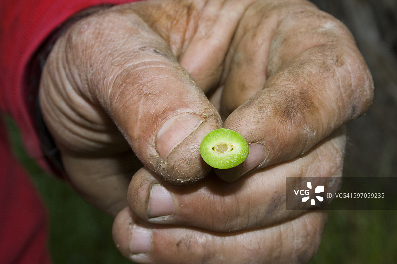 农业：西梅种植者手持因春季霜冻而受损的未成熟西梅，美国加利福尼亚州红崖附近图片素材