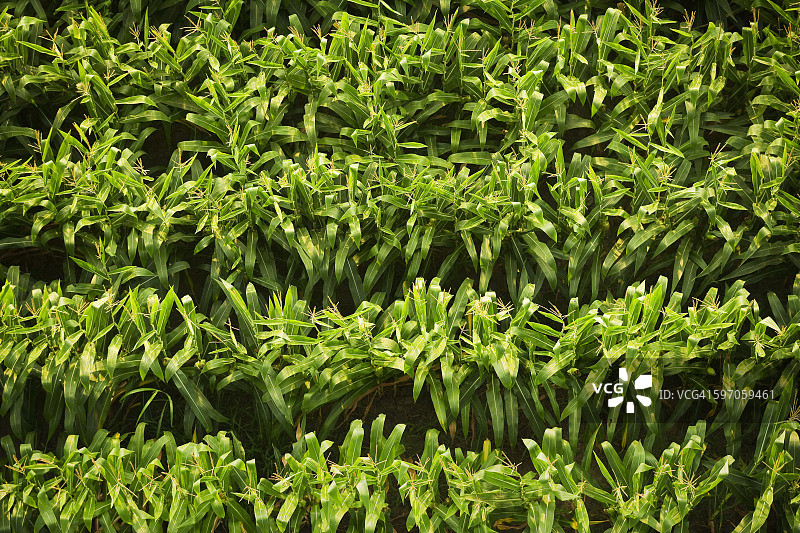 农业 - 夏季初期/亚祖城附近玉米田中生长茂盛的玉米图片素材