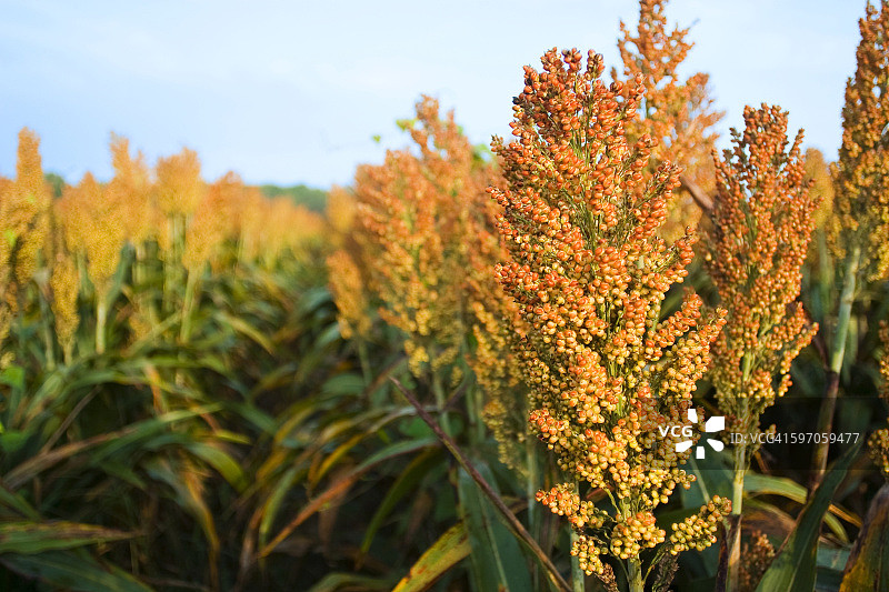 农业：密西西比州格林伍德附近，成熟的高粱作物图片素材