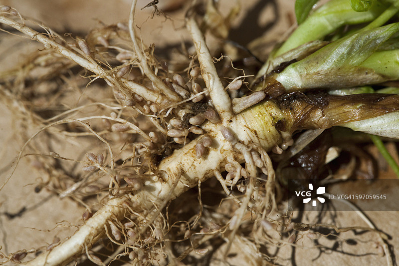农业：美国阿肯色州豆科牧草根瘤上的固氮根瘤菌菌株特写图片素材