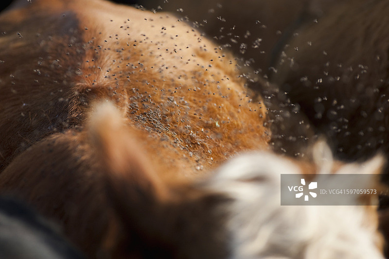 农业：得克萨斯州牛背上的黑蝇群图片素材