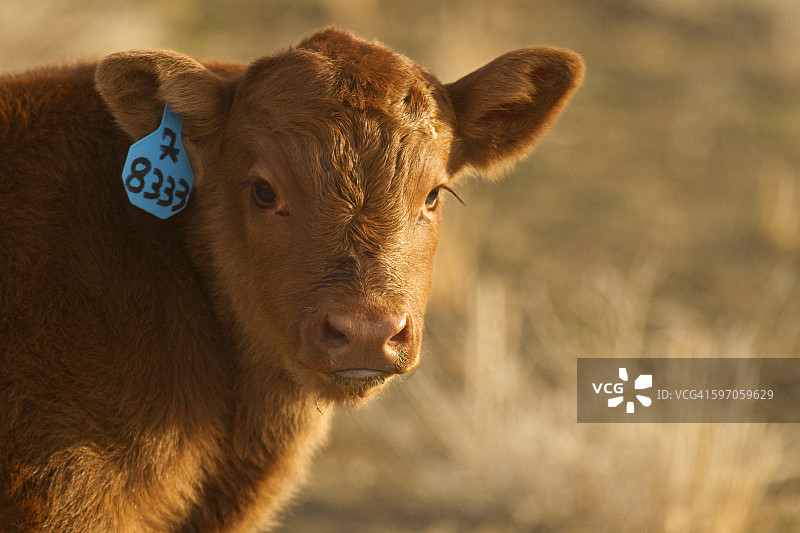 家畜：蒙大拿州肖托附近的一头杂交小牛特写图片素材