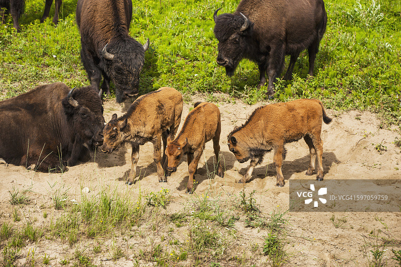 加拿大不列颠哥伦比亚省利亚德温泉以北阿拉斯加公路旁的带新生小牛的野牛群图片素材