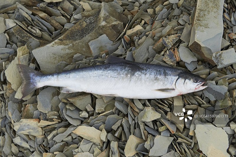 西部峡湾岩石海滩上的北极红点鲑图片素材