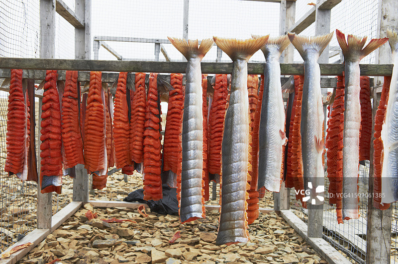 北极红点鲑鱼片在干燥架上，近剑桥湾，北冰洋图片素材
