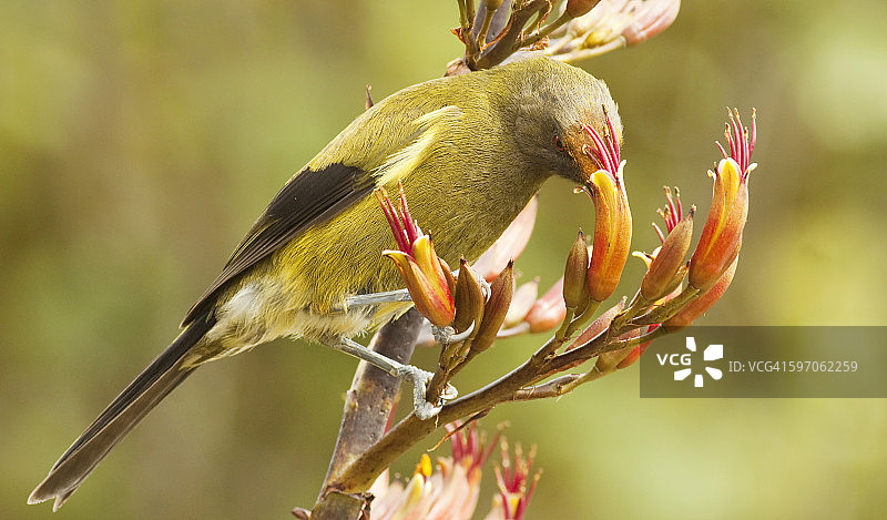 新西兰钟鸟停歇在亚麻花上，以花粉为食图片素材
