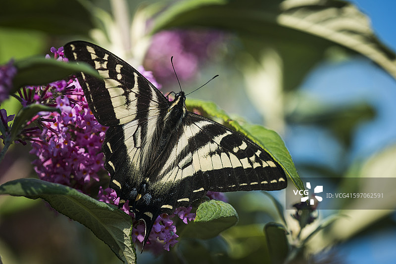 凤尾蝶在蝴蝶灌木上采蜜图片素材