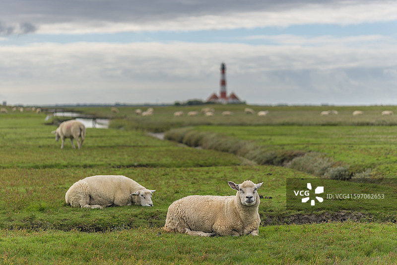 德国石勒苏益格-荷尔斯泰因州：韦斯特海弗桑灯塔草地上绵羊图片素材