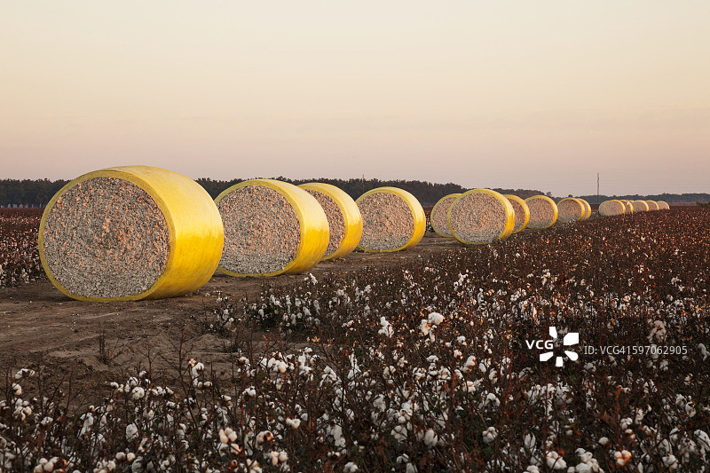 约翰迪尔车载采棉机生产的圆形棉花包图片素材