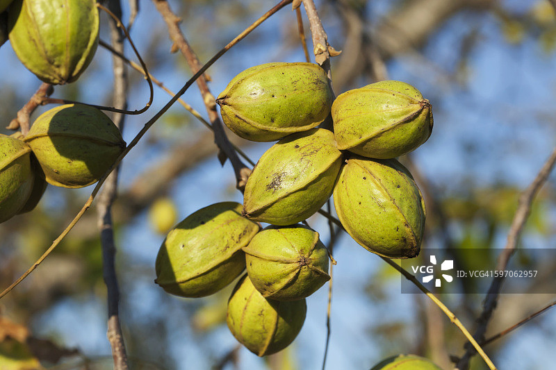 收获阶段的山核桃图片素材