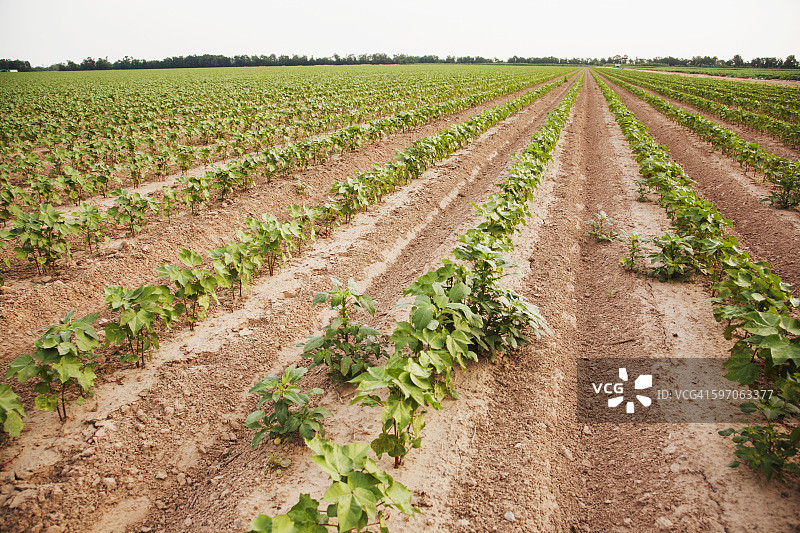 在施用 Roundup 的 Roundup Ready 棉花中，耐草甘膦的 Palmer 豚草生长旺盛（不受控制），Roundup 已被施用并控制了其他杂草图片素材