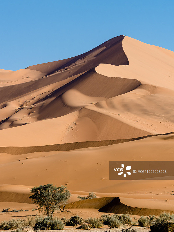 非洲纳米比亚哈达普沙漠骆驼刺沙丘图片素材