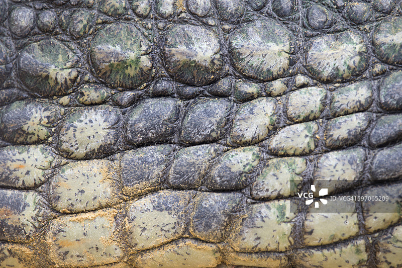 尼罗鳄鱼皮的细节图片素材