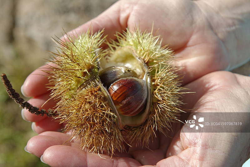 女人手捧甜栗子图片素材
