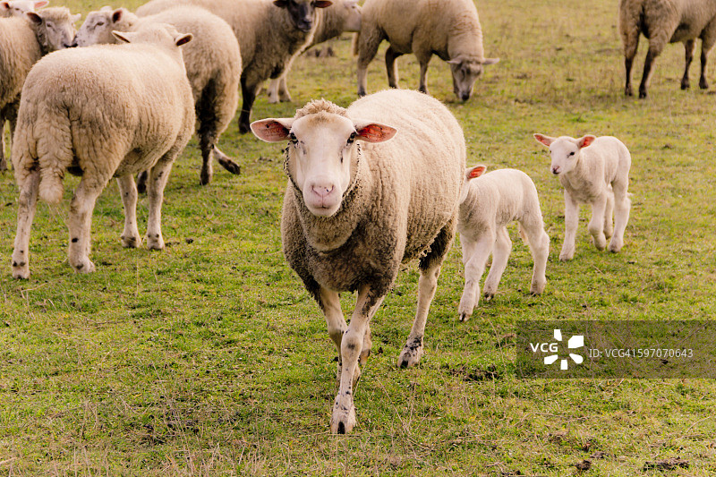 牧场上的羊群和羊羔图片素材
