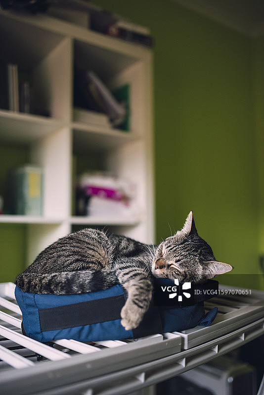 虎斑猫在家里的一个小包上睡觉图片素材