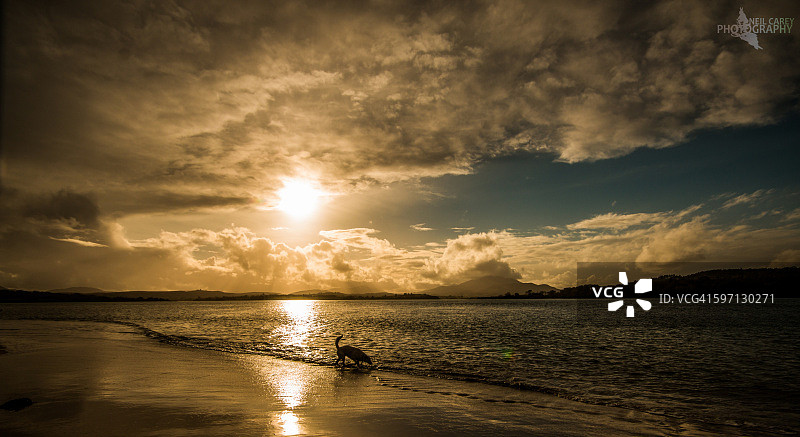 日落时分的小狗图片素材