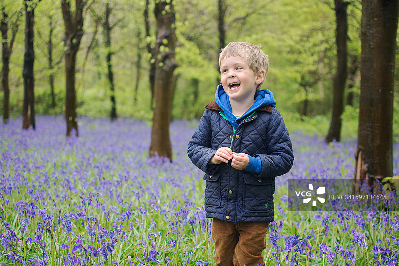 蓝铃花图片素材