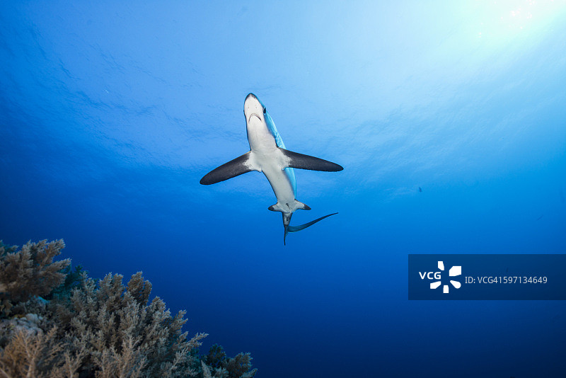 阳光下的远洋长尾鲨图片素材