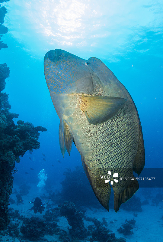 游向太阳的拿破仑或毛利濑鱼图片素材