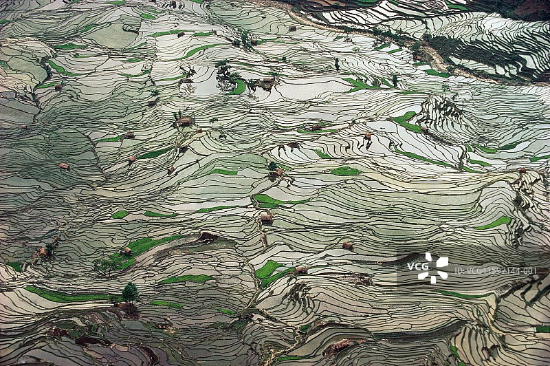 中国云南哀牢山梯田图片素材