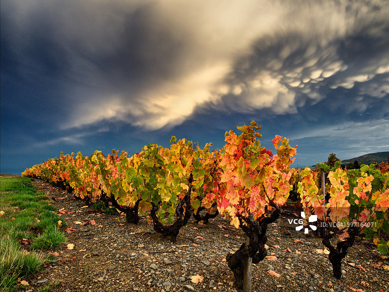 法国博若莱的葡萄藤图片素材