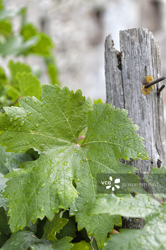 佩德拉萨图片素材