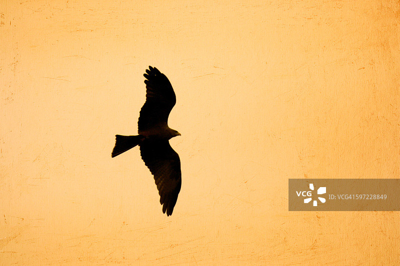 飞的高图片素材