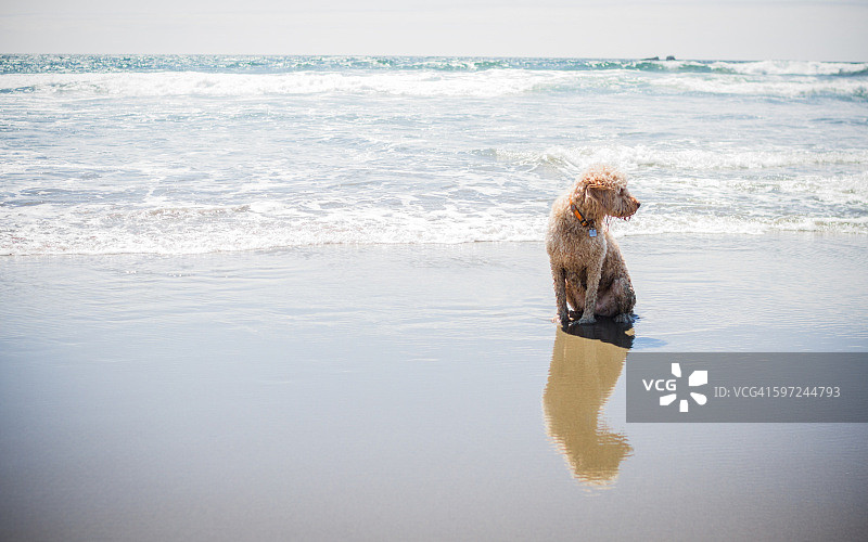 坐在海滩上的金毛贵宾犬图片素材