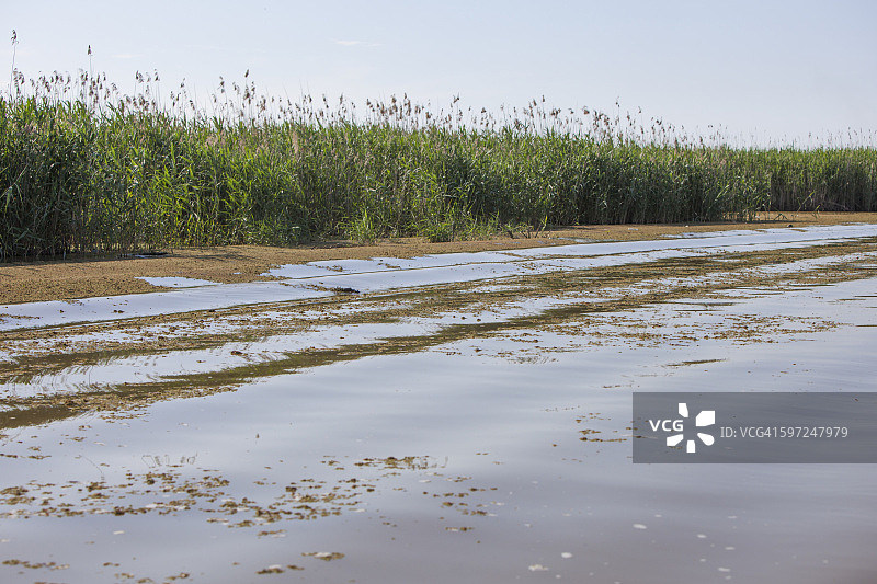 安扎利泻湖图片素材