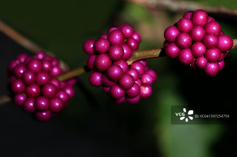 低调光下的紫珠图片素材