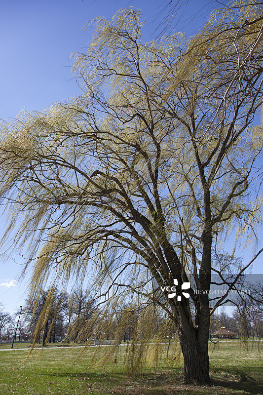 美女岛的植树节图片素材