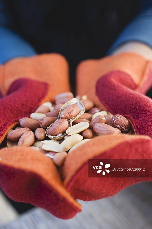 戴着手套的手拿着花生图片素材