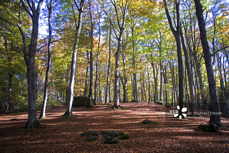 秋天的山毛榉林图片素材