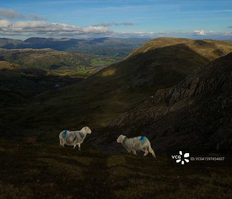 湖区里的两只绵羊图片素材