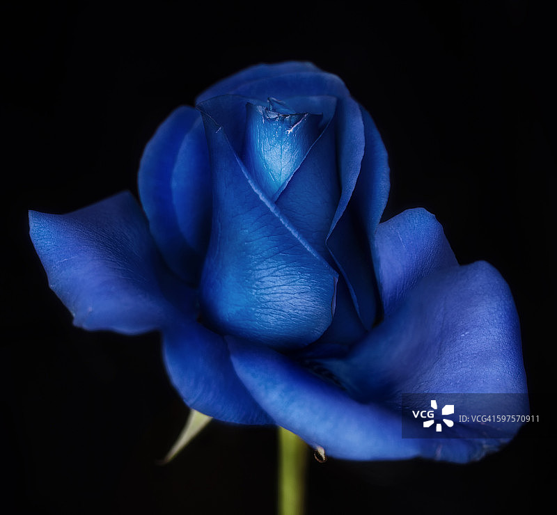 蓝色玫瑰图片素材