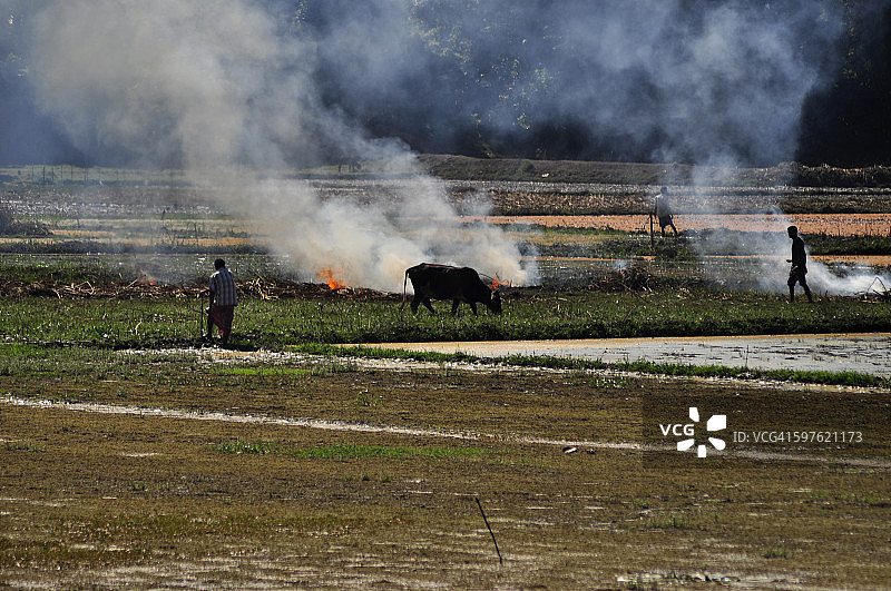 印度农业。图片素材
