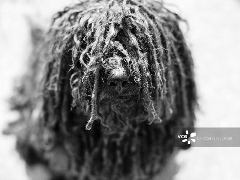 有脏辫和光泽鼻子的黑色波利犬图片素材