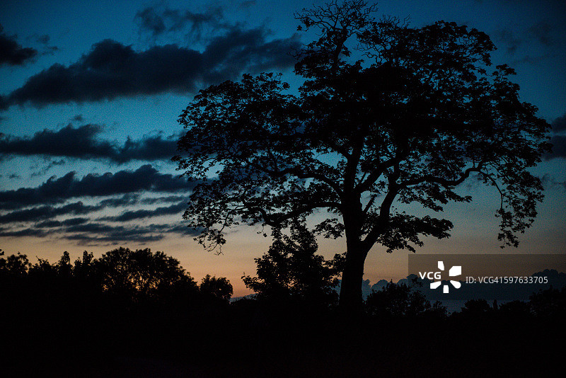 树后的日落图片素材
