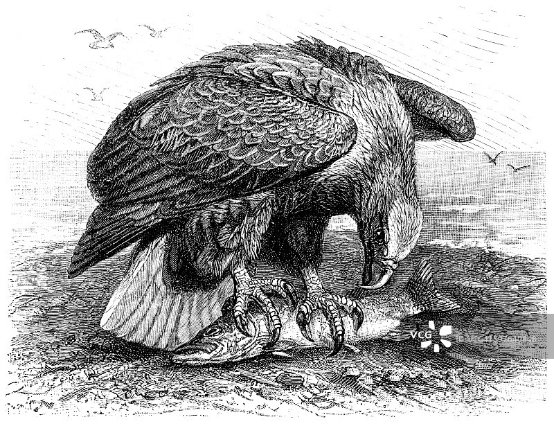 白尾海雕图片素材