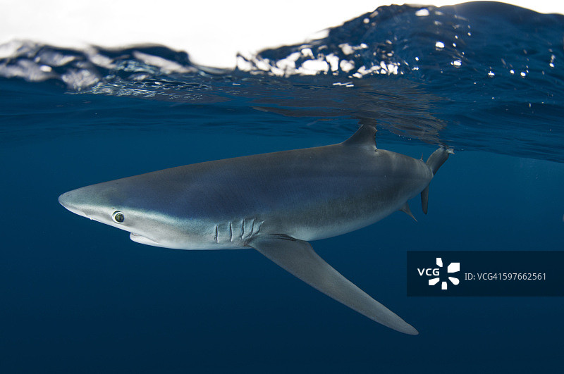 加利福尼亚瓜达卢佩岛蓝鲨水下侧视图片素材