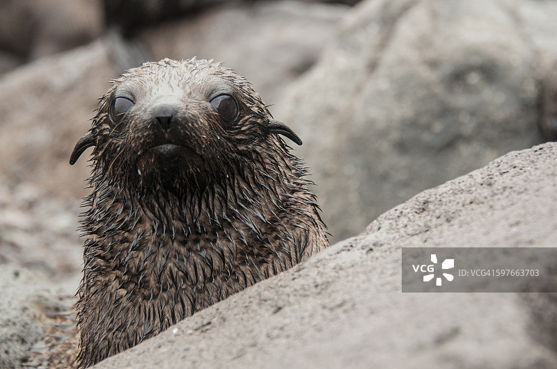 瓜达卢佩岛，墨西哥下加利福尼亚州，躲在岩石后看着镜头的瓜达卢佩海狗幼崽图片素材