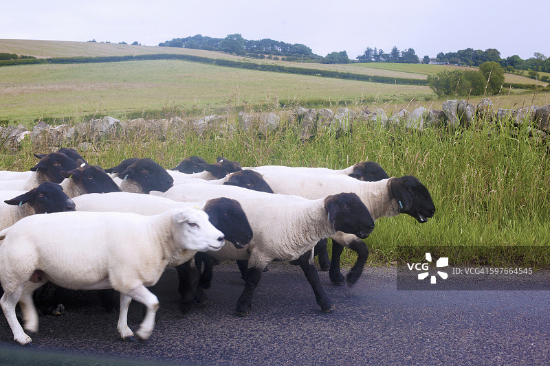 英国坎布里亚郡乡村道路上的绵羊侧视图图片素材