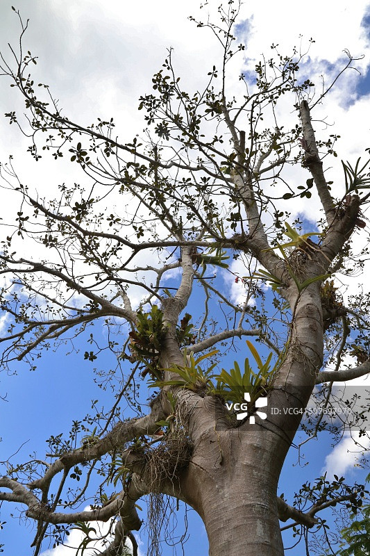 夏季天空下的生锈榕树（澳洲榕）图片素材