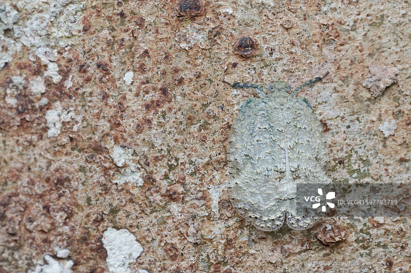 飞虱 - Eurybrachyidae - Thessitus sp.图片素材